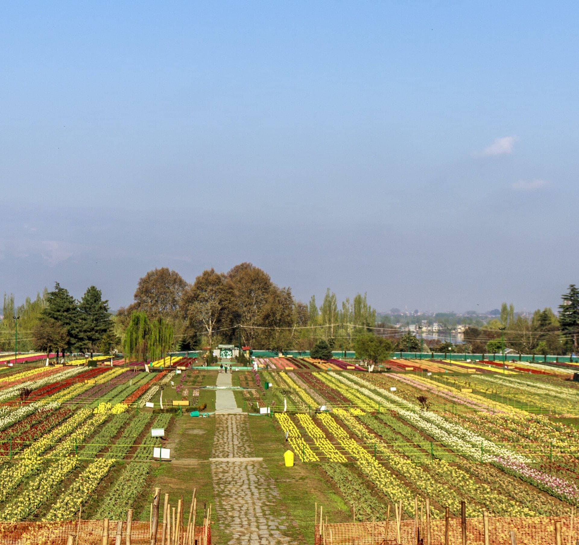 Tulip Garden